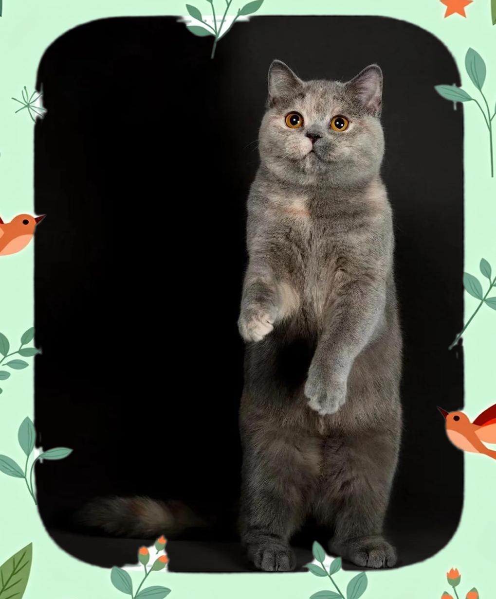 英国蓝猫的样子